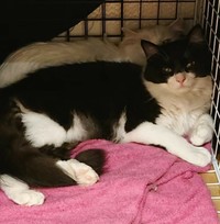 息子のフィガロ君はいつもシフォン母さんの“盾”になろうとしていたという