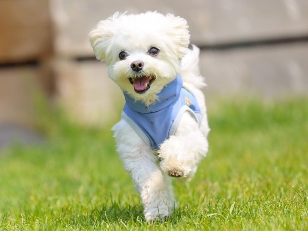 うきうきで走るほっけくん（画像提供：マルチーズのほっけさん）