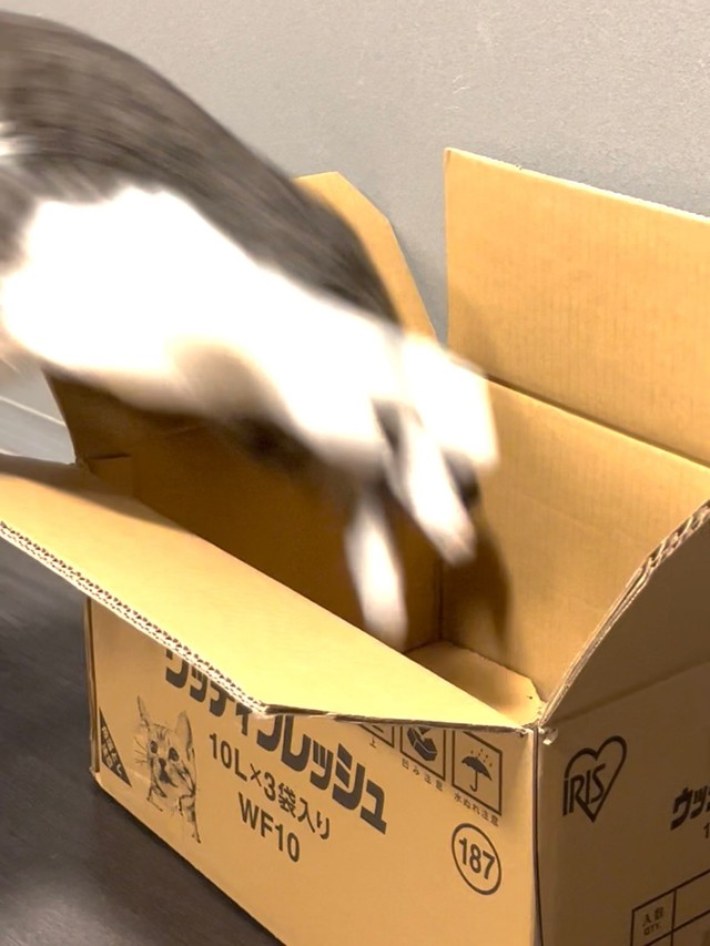 残像が重なりすぎて1匹の猫ちゃんにしか見えない！（提供：🐈🐈さん）