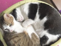 もーちゃんが生きていた頃に見られていた、ちゃーくん（左）の甘えん坊な姿