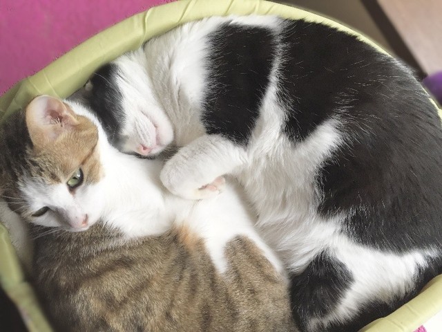 もーちゃんが生きていた頃に見られていた、ちゃーくん（左）の甘えん坊な姿