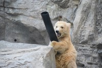 まだ泳がないものの水に濡れるのは平気。プールの中からおもちゃを引き揚げ夢中で遊んでいます（男鹿水族館GAO提供）