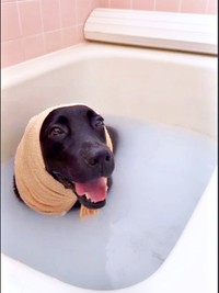 お風呂に入ってにっこり笑顔！ ほっかむりが愛らしい小梅ちゃん（画像提供：こうめさん）