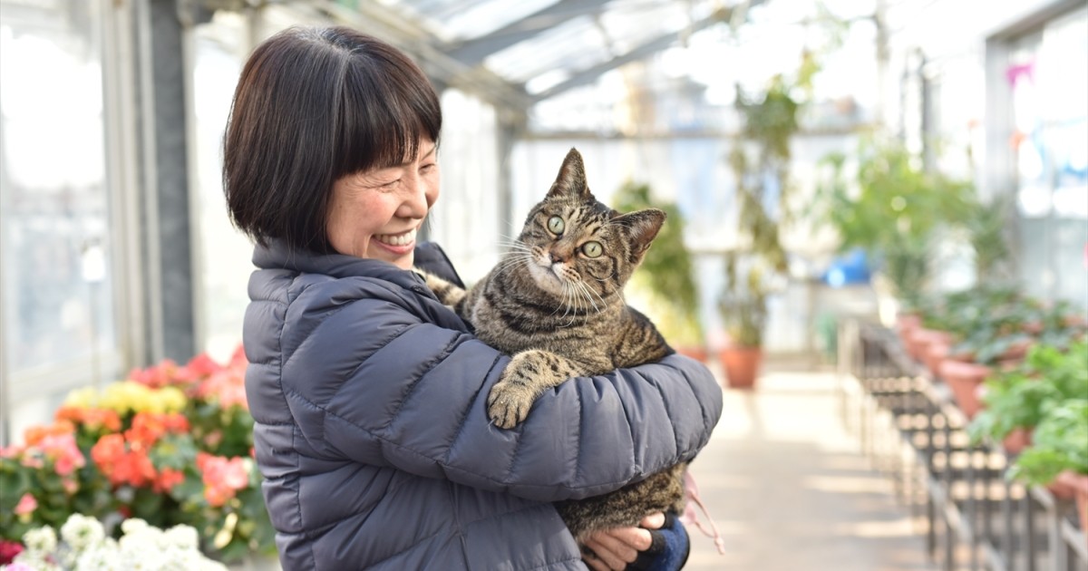 おっとりみんなを和ませる 老舗種苗店のビッグな看板猫「山ちゃん