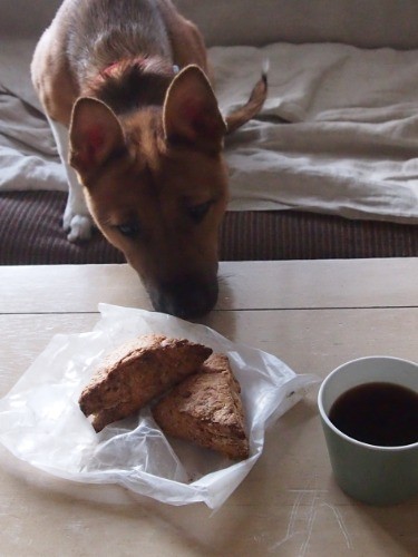 スコーンが気になる…