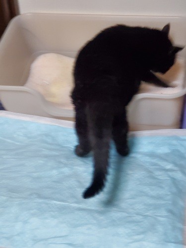 「よし、いける」