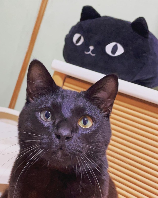 分身がいるの＝anko_kinako22さん提供
