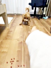 飼い主さんがフードの粒を投げるとーー（画像提供：たむさん） ※無断転載禁止
