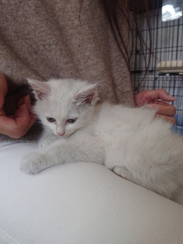 家にきたころの「マシュマロ」