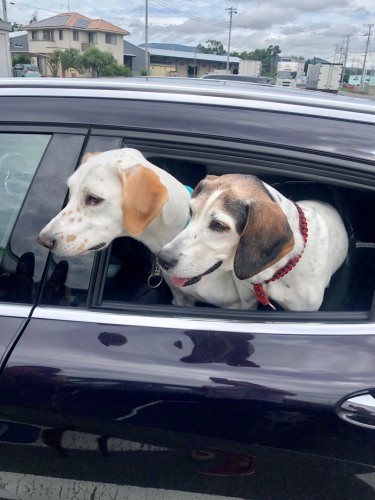 車にもなれました。左は近所の友達マナちゃん（写真撮影のため車を止めて窓を開けています）（泉水さん提供）