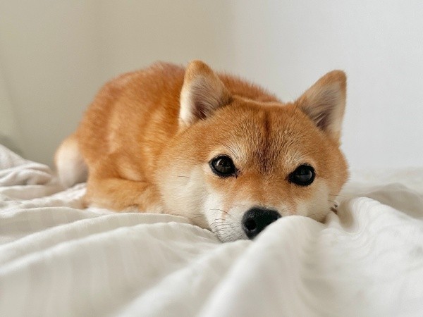 おはよう！ 朝散歩へ出かける前のタマちゃん（画像提供：豆柴タマさん）