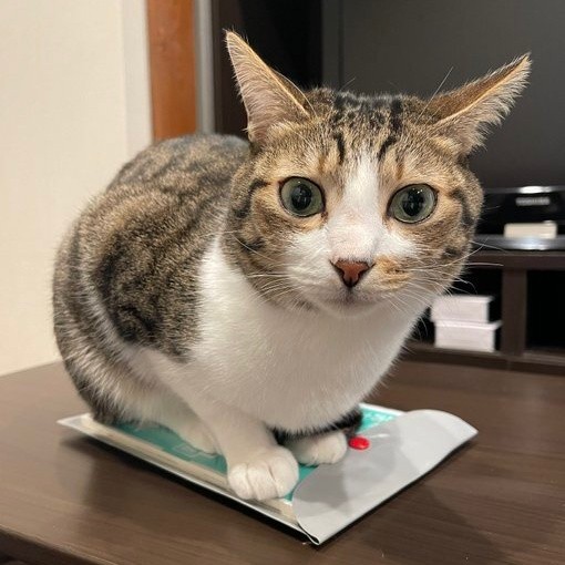 飼い主さんをじっと見つめる南南くん（画像提供：まよなんさん）