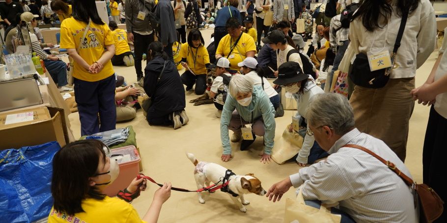 出会いを待つ保護犬たち