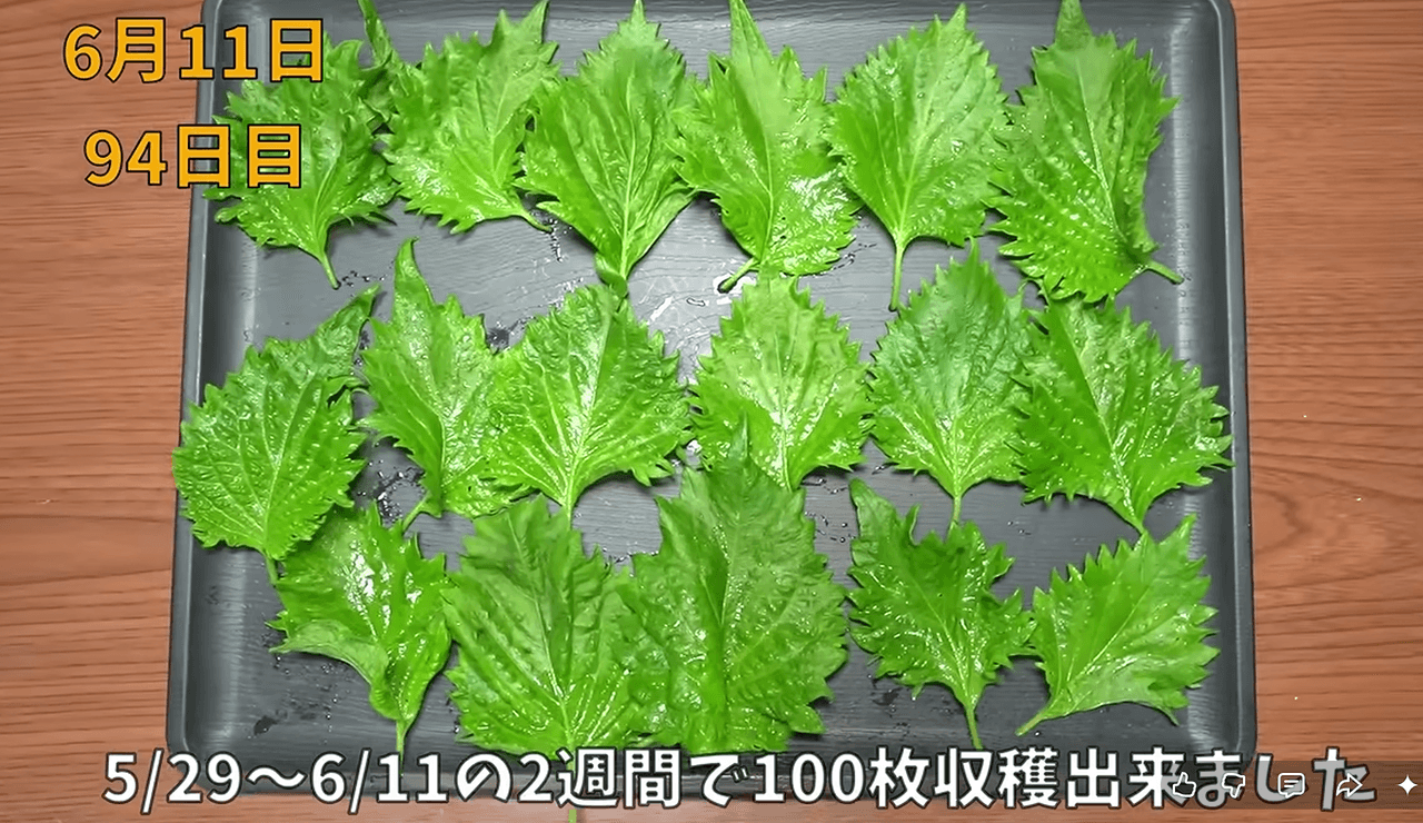 100枚も収穫！夏の必需品、大葉　画像提供：のりんごさん