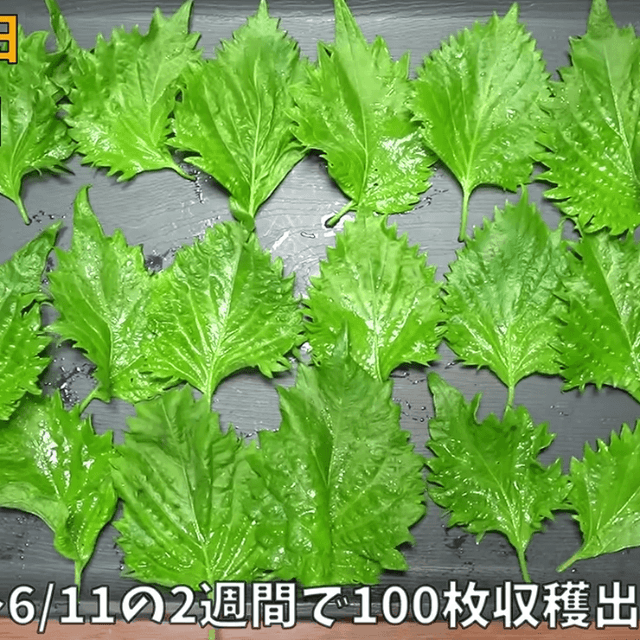 100枚も収穫！夏の必需品、大葉　画像提供：のりんごさん