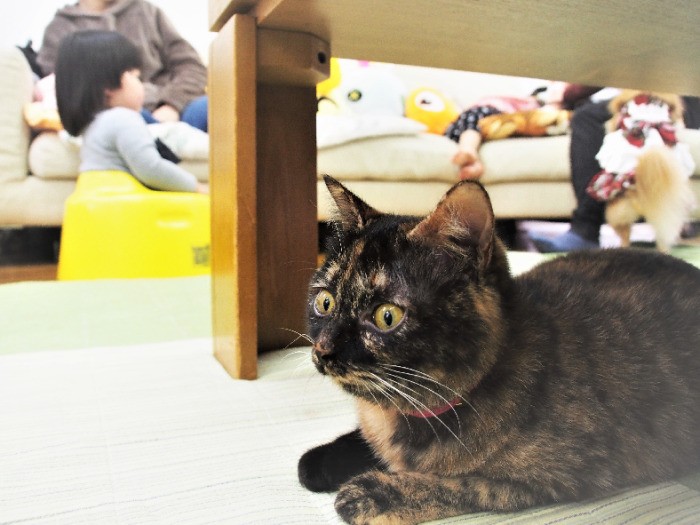 サロン中央のテーブルの下が、サビーヌのひと休み場所