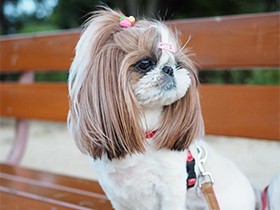 暑いな　ベンチで一休み　シーズーの「ひより」