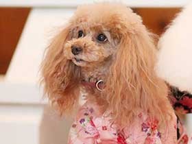 記念写真をパチリ　ベビーフェースのトイプードル「メープル」