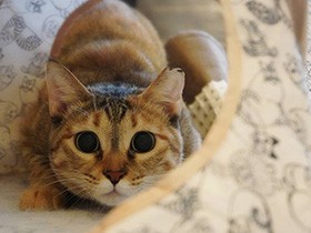 狙うはカメラ、照準を合わせた！　保護猫の「ひなた」　