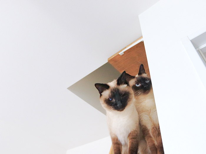 左目が不自由なミラですが、関係ないとのこと。