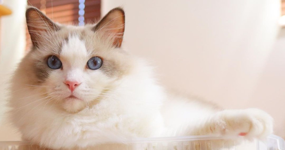 朝はもふもふのお尻を揺らして大好きなリビングにまっしぐら