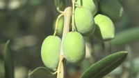 香川県産オリーブを使った商品の認証制度　9回目の募集開始　