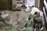 ドイツの森でヤギの双子が誕生　すくすく成長中、名前は公募へ　岡山・赤磐市