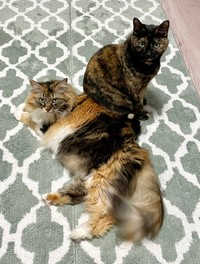 寝そべるつくしちゃんとお座りするりりちゃん（画像提供：りりつくさん）