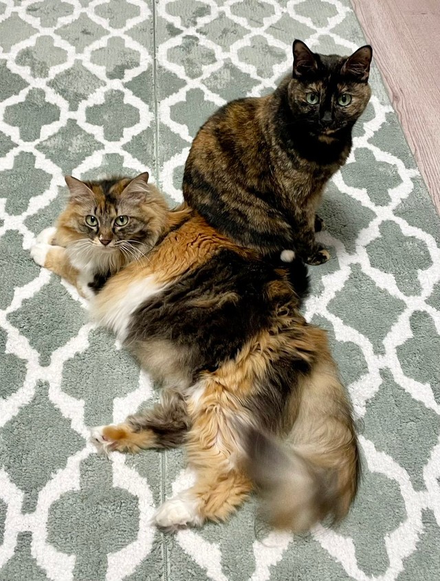 寝そべるつくしちゃんとお座りするりりちゃん（画像提供：りりつくさん）