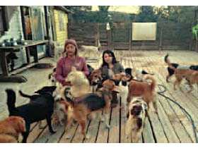 引き取り手が少ない使い捨てられた猟犬たち