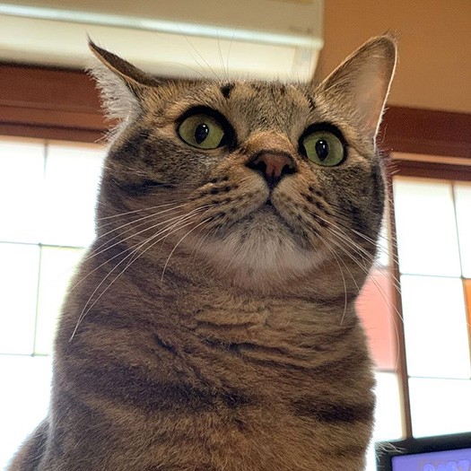 下から見るとドヤ顔に