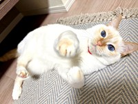 ゴロンと寝そべるひなたちゃん（画像提供：hinataさん）