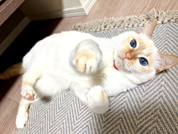 ゴロンと寝そべるひなたちゃん（画像提供：hinataさん）