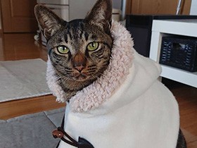 寒い冬には白いダッフルコートだね　ミックス猫の「ゆい」　