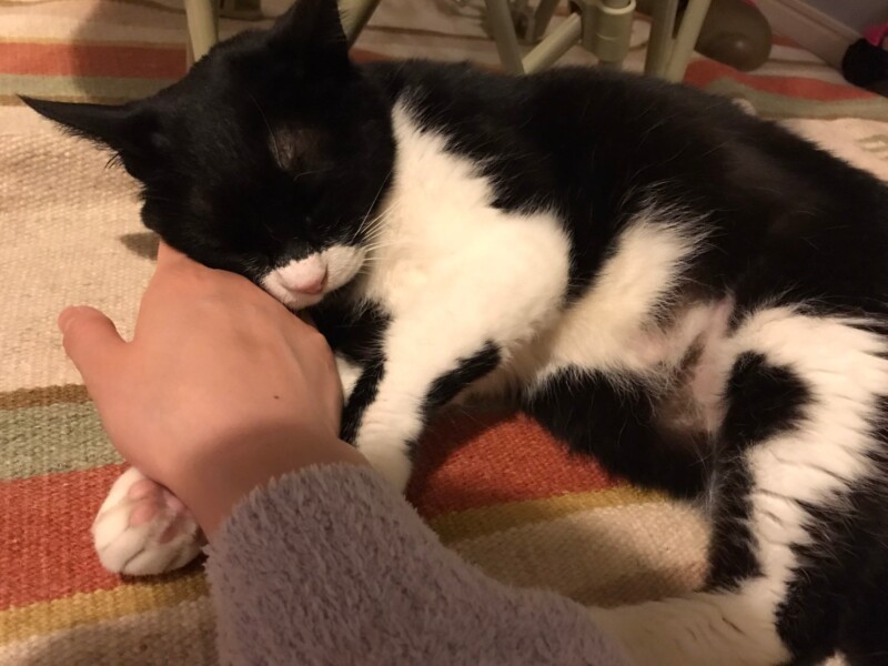 優しい家族の手にすりすり。みよしちゃんを迎えたご夫妻は「保護猫を迎えたい気持ちと幸せにできるのかという気持ちの葛藤があった」という。「パパママ、おうちの子にしてくれてありがとうBYみよし」（みよしちゃんのご家族提供）