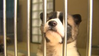 香川県　犬の殺処分数6年連続でワースト