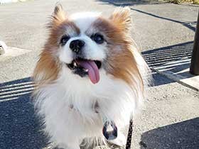お風呂大好き、目を細めてうっとり入浴　ミックス犬「ゆきまろ」