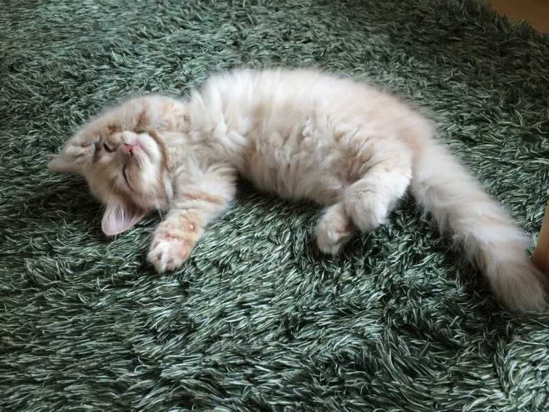 家にきたころの「リリ」