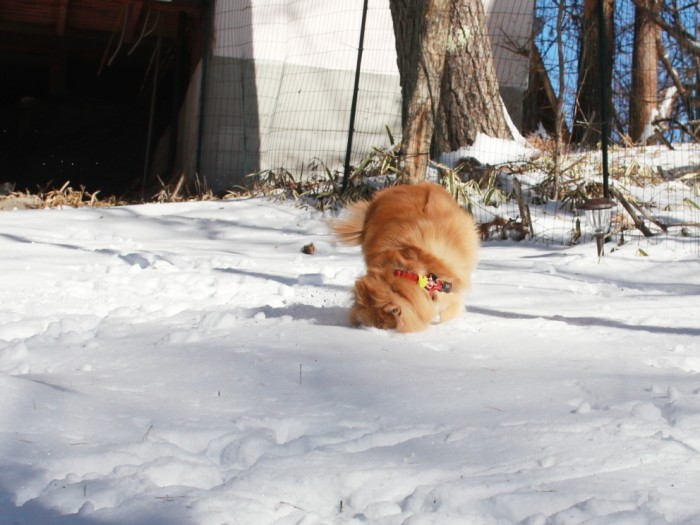 なぜか顔からダイブする福助