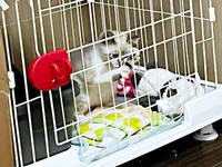 お迎え初日、ケージのなかで遊ぶちくわくん（画像提供：やくまろさん）