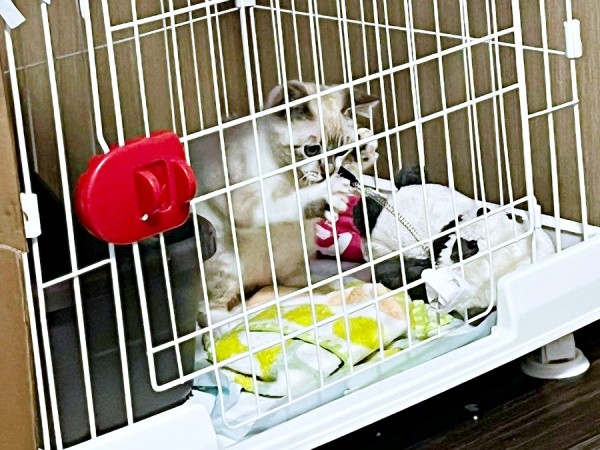 お迎え初日、ケージのなかで遊ぶちくわくん（画像提供：やくまろさん）