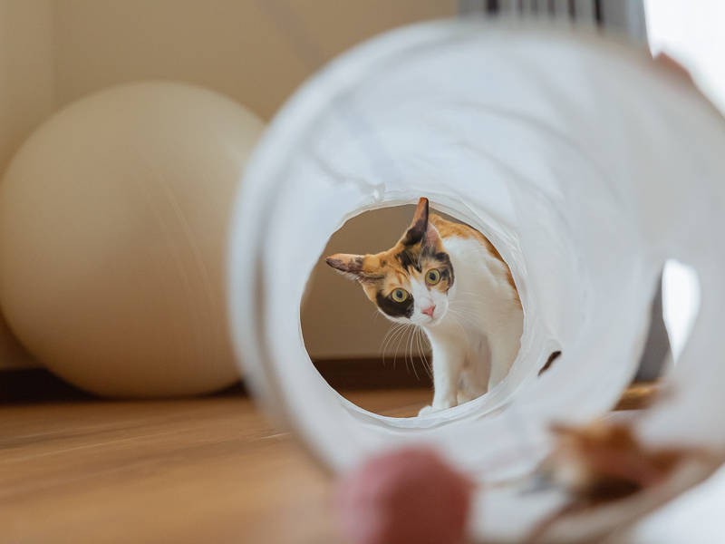 一方、ぐぅねむはトンネルの中