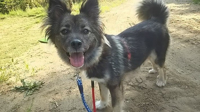 ふわふわの長毛が優しい雰囲気（@simyaomari提供）