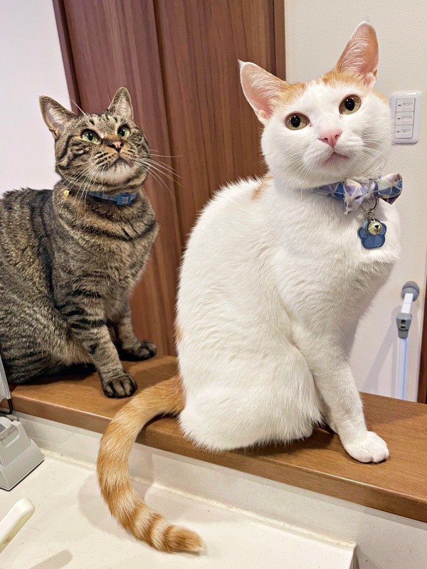 飼い主さんを見つめるむぎちゃん（手前）と後ろでちょこんと座るふくちゃん（画像提供：むぎさん）