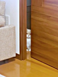 パパに怒られたビジュちゃん。隣室からじーっとにらみ始めました（画像提供：ビジュさん）