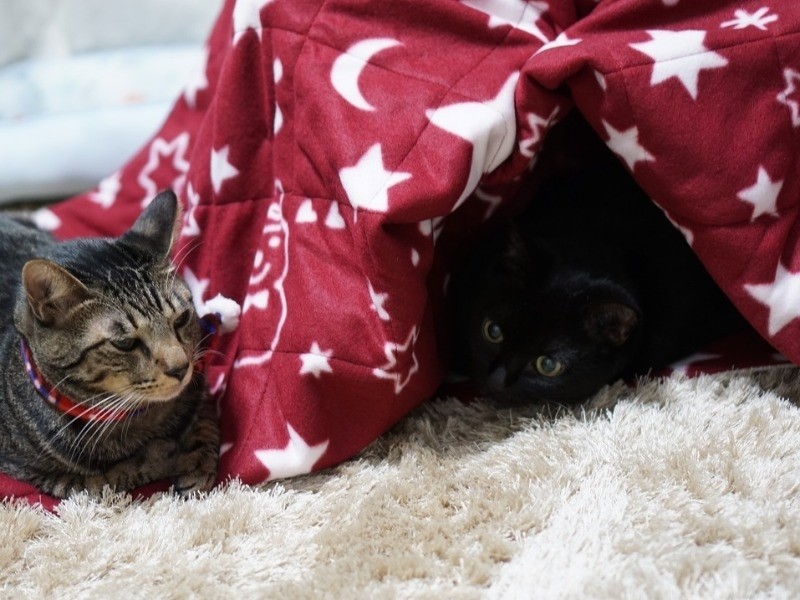 横にいてもあたたかいかも