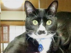 猫白血病ウイルス感染の捨て猫　新しい家族に見守られて元気に