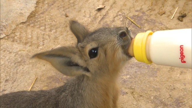 マーラの赤ちゃん4匹が誕生　しろとり動物園がSNSで配信　香川・東かがわ市