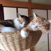 成長しても寄り添っている