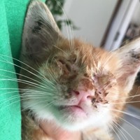 痛々しい姿の判くん。目は開きにくかったようです